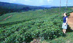 Teeplantage bei Tzaneen