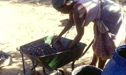 Süsse Oliven, der Grundstoff für die Wein- und Schnapsherstellung